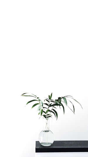 صور Aesthetic White — أبيض جمالي خلفية