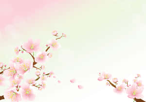 خلفية أزهار الكرز — زهر الكرز خلفية