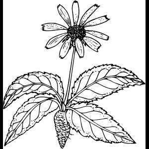 رسم توضيحي لزهرة برية