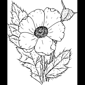 رسم توضيحي لزهرة برية