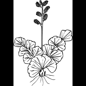 رسم خطي لزهرة برية