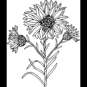 رسم خطي لزهرة برية