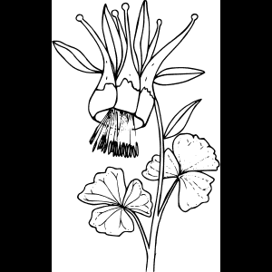 رسم زهرة برية