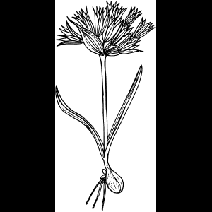 رسم زهرة برية