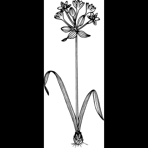 رسم زهرة برية أنيق بالأسود