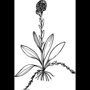 رسم زهرة برية خطي
