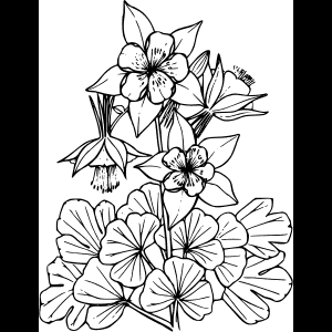 رسم زهور برية
