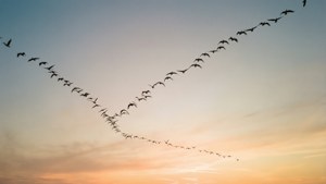 سرب من الطيور على شكل حرف V في سماء الغروب. — منظر السماء خلفية