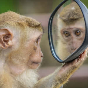 صور قرد لطيف — قرد لطيف خلفية