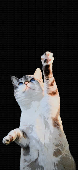 قطة راقصة ترفع مخلبها.jpg