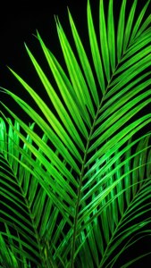 أوراق نخيل خضراء نيون مضاءة على خلفية سوداء.